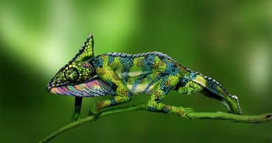 Chameleon optical illusion