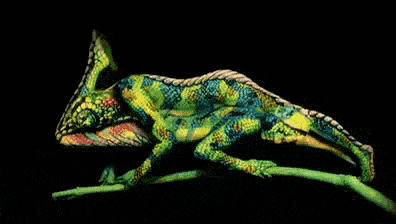 Chameleon optical illusion body paint gif